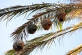 Group of bird nests hanging from the palm tree branches against a blue sky Royalty Free Stock Photo