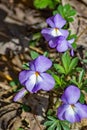 Group of Birdfoot Violet Wildflowers