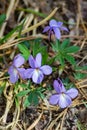 Group of Birdfoot Violet Wildflowers