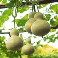 Many birdhouse gourds hanging on vines at organic backyard garden near Dallas, Texas, USA