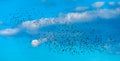 A group of birds against the background of the evening yellow-blue sky. Royalty Free Stock Photo