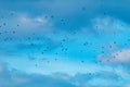 A group of birds against the background of the evening yellow-blue sky. Royalty Free Stock Photo