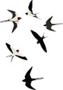 Group of birds black and white flight swallows Royalty Free Stock Photo