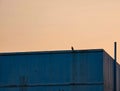 Abstract image of Pigeon enjoying early sunrise stroll on a roof top in a concrete jungle of bustling city in India. Royalty Free Stock Photo