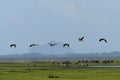 Group of birds fly in blue sky Royalty Free Stock Photo