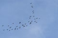Group of birds fly in blue sky Royalty Free Stock Photo
