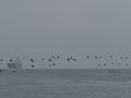 Birds fly in line in front of cargo ship at sea, Ballestas islands