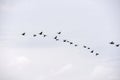 Group of birds flying at Atins, Brazil Royalty Free Stock Photo