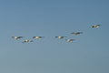 Group of birds flying in clear blue sky Royalty Free Stock Photo