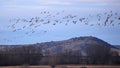 Group of birds flying on cloud and sky Royalty Free Stock Photo