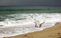 Group of birds flying over the Pacific ocean.