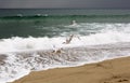 Group of birds flying over the Pacific ocean.