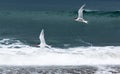 Group of birds flying over the Pacific ocean.