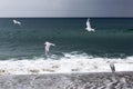 Group of birds flying over the Pacific ocean. Royalty Free Stock Photo