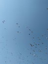 Group of birds flying in the sky