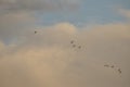 A group of birds flying in the sky at the morning with the background of clouds and the blue sky