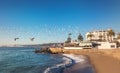 Group of birds flying at sunset - Vina del Mar, Chile Royalty Free Stock Photo