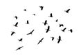 A group of birds flying on a white background Isolate Royalty Free Stock Photo