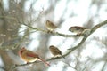 Winter Birds of New York