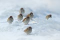 Group of birds on the ice. Cold winter with animals. Songbird Tree Sparrow, Passer montanus, sitting on ice with snow, during