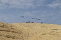 Group of birds known by ravens in the Namibe Desert. Angola. Africa