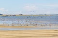 Group of birds at Lagoa do Peixe