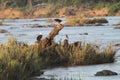 Group of birds perched atop a driftwood log in the middle of a tranquil body of water. Royalty Free Stock Photo