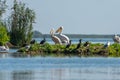 Group of birds perched atop an isolated island in a body of water, surrounded by lush vegetation Royalty Free Stock Photo