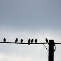 A group of birds perched on a telephone wire Royalty Free Stock Photo
