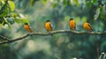 Group of Birds Perched on Tree Branch Royalty Free Stock Photo