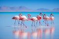 Group birds of pink african flamingos walking around the blue lagoon, Generated AI