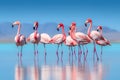 Group birds of pink flamingos walking around the blue lagoon on a sunny day by Generative AI