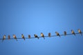 Group of birds on a power line concept of risk