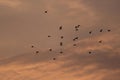 A group of birds returning home in the evening. Royalty Free Stock Photo