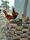 Group of birds sitting on bricks fence
