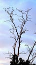 a group of birds sitting on top of a tree, sparse bare trees, bare trees, dry trees, dead trees Royalty Free Stock Photo