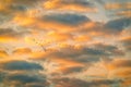 Group of birds soaring through a sky at sunset