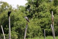 Group of the birds in species of eat fish for food perching on the top of dried bamboo. Royalty Free Stock Photo