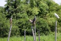 Group of the birds in species of eat fish for food perching on the top of dried bamboo. Royalty Free Stock Photo