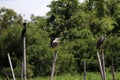 Group of the birds in species of eat fish for food perching on the top of dried bamboo. Royalty Free Stock Photo