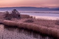 Group of birds in the swamp, reeds, trees and mountains at sunset. The natural reserve of Grangettes.