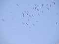 Group of birds traveling to another place