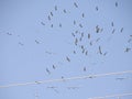 Group of birds traveling to another place