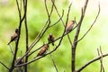 A group of birds of the type Estrildidae sparrow or estrildid finches perched on a bamboo branch in a sunny morning