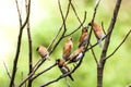 A group of birds of the type Estrildidae sparrow or estrildid finches perched on a bamboo branch in a sunny morning