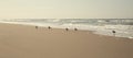 Group of birds is walking along the shoreline Royalty Free Stock Photo