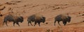 Group of bison walking across eroded cliffs