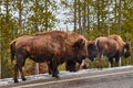 Group of bison walking along road in Yellowstone Royalty Free Stock Photo