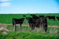 Group of black Angus cattle cows standing grazing green grass with ear tags behind galvanized barbed wire fencing free range ranch Royalty Free Stock Photo