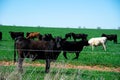 Group of black Angus cattle cows standing grazing green grass with ear tags behind galvanized barbed wire fencing free range ranch Royalty Free Stock Photo